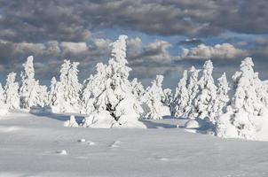 winter landschap Aan brocken berg in harz nationaal park, Duitsland foto