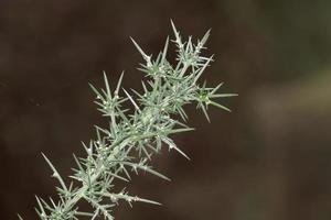 gemeenschappelijk brem --ulex europaeus--, duitsland foto