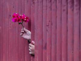 een dame Holding een magenta bougainvillea bloem foto