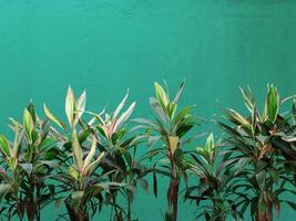 tropisch fabriek tegen groen achtergrond muur foto