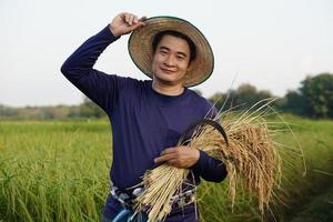 knap Aziatisch mannetje boer slijtage hoed, houdt sikkel en geoogst rijst- planten Bij rijstveld veld. concept, landbouw bezigheid, boer toenemen biologisch rijst. foto