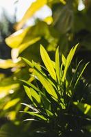 groen blad achtergrond in natuur zonlicht achtergrond textuur. foto