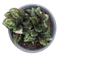 top visie calathea roseopicta linde Regel medaillon fabriek in zwart plastic pot geïsoleerd Aan wit achtergrond. foto