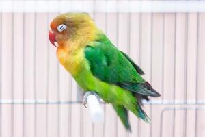 geel en groen papegaai in een kooi slapen foto