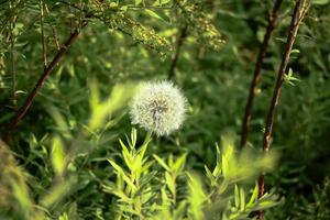 wit pluizig paardebloem achter groen struik takken in een park Aan zonnig dag foto