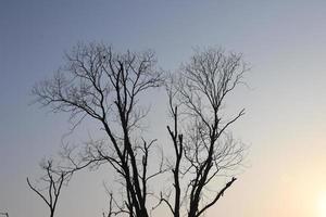 de schoonheid van natuur in Bangladesh foto