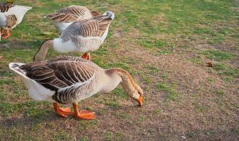 grijs ganzen grazen Aan een traditioneel dorp gans boerderij, detailopname, selectief focus Aan mooi vogels, eco boerderij concept foto