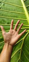 portret reusachtig taro of alocasia macrorrhizen bladeren dat zijn groter dan een volwassen hand- foto