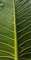 een portret van een reusachtig taro blad bot motief of alocasia macrorrhizen welke is heel groot. deze fabriek gedijt in tropisch klimaten foto