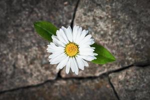 wit bloem groeit in gebarsten steen, hoop leven wedergeboorte veerkracht symbool foto