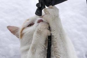 wit kat spelen in de sneeuw met een touw in winter foto