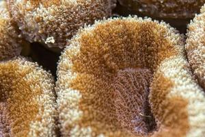 moeilijk koraal macro detail terwijl duiken in Indonesië foto