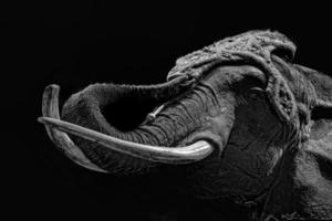 circus olifant, zwart en wit foto