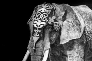 circus olifant Aan zwart achtergrond foto