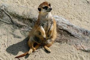 meerkat op zoek Bij u foto