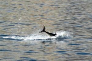 tonijn vis jumping buiten de zee foto