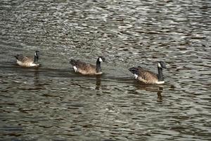 Canadees gans zwemmen in Baltimore Maryland binnenste haven foto