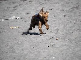 gelukkig hond cocker spaniel spelen Bij de strand foto