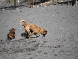 gelukkig hond cocker spaniel spelen Bij de strand foto