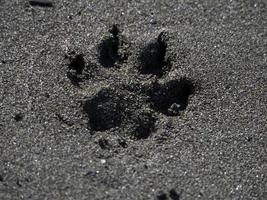 poot afdrukken hond cocker spaniel Aan de zand foto