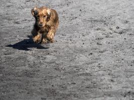 gelukkig hond cocker spaniel spelen Bij de strand foto