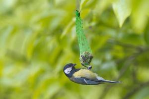 een blauw tit terwijl aan het eten Aan de groen achtergrond foto