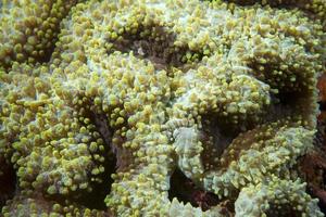 een kleurrijk moeilijk koraal macro in cebu Filippijnen foto