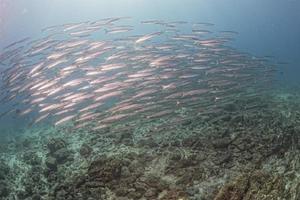 barracuda school- van vis dichtbij omhoog in de diep blauw zee foto