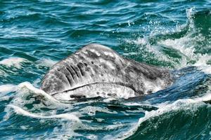 grijs walvis kalf portret foto