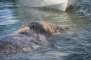 grijs walvis terwijl blazen voor ademen foto