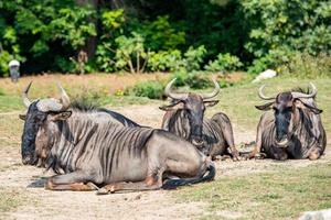 Afrikaanse GNU terwijl resting Aan gras foto