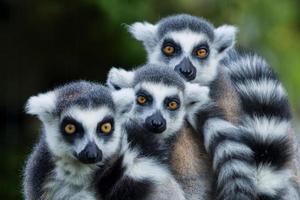 lemur aap terwijl op zoek Bij u foto