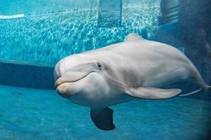 aquarium dolfijn onderwater- op zoek Bij u foto