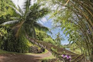 binnen tropisch regenwoud in Hawaii reeks van piraten van caraïben foto