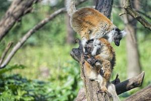 lemur aap terwijl verspreiden armen naar de zon foto