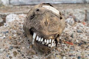 puppy opong zee leeuw schedel foto