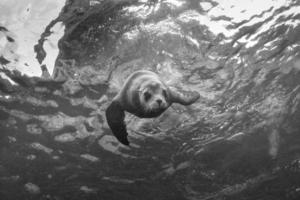 puppy zee leeuw onderwater- op zoek Bij u foto