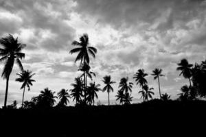 kokosnoot bomen Aan bewolkt tropisch paradijs achtergrond foto