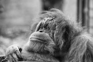 orang oetan aap portret terwijl op zoek Bij u foto