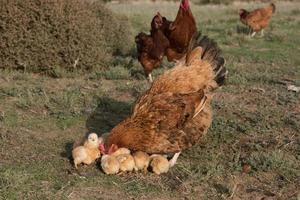 broeden kip en kuikens in een boerderij foto