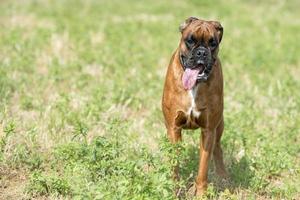 geïsoleerd bokser jong puppy hond terwijl jumping Aan groen gras foto