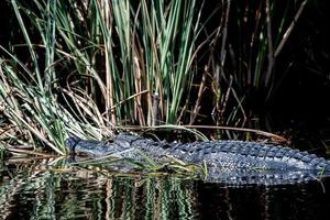 Florida alligator in Everglades dichtbij omhoog portret foto