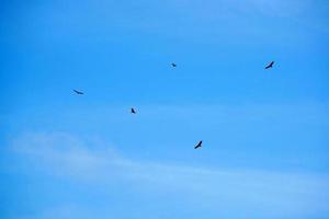 vliegend buizerd gier vogel in lucht foto