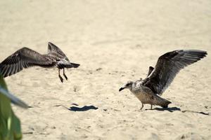 zeemeeuw Aan nantucket zanderig strand atlantic oceaan foto