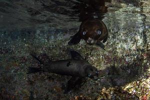 zee leeuw zegel onderwater- terwijl duiken galapagos foto