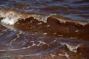 rood alg zeewier oceaan atlantic nantucket strand foto