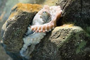 Octopus onderwater- dichtbij omhoog portret terwijl jacht- foto