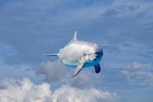 dolfijn in de bewolkt lucht fantasie achtergrond foto