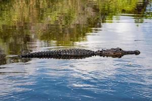 Florida alligator in Everglades dichtbij omhoog portret foto