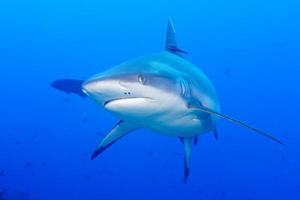 grijs wit haai kaken klaar naar aanval onderwater- dichtbij omhoog portret foto